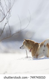 Japanese Shiba Inu Dog On The Winter Snow