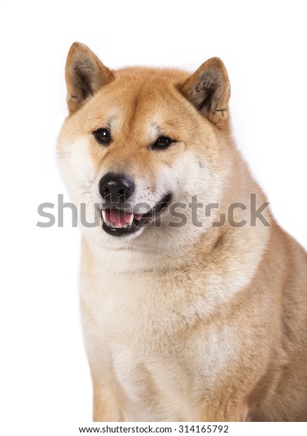 Japanese Shiba Inu Dog Portrait White Stock Photo Edit Now