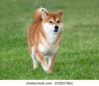 Japanese Shiba Inu On Grass