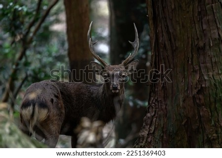 Japanese sika deer in the forest looking at the camera
