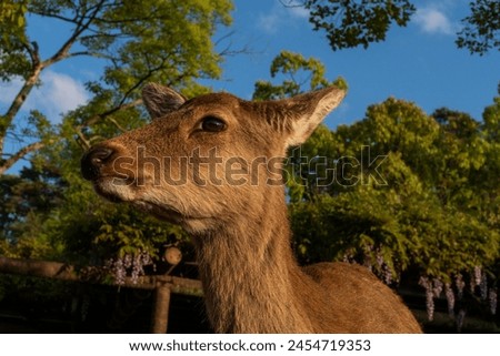 Similar – Image, Stock Photo Frog perspective | View into the bare treetops in the forest.