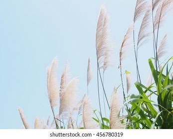 Japanese silver grass of the embankment fluttering in the summer wind?on blue sky background - Shutterstock ID 456780319