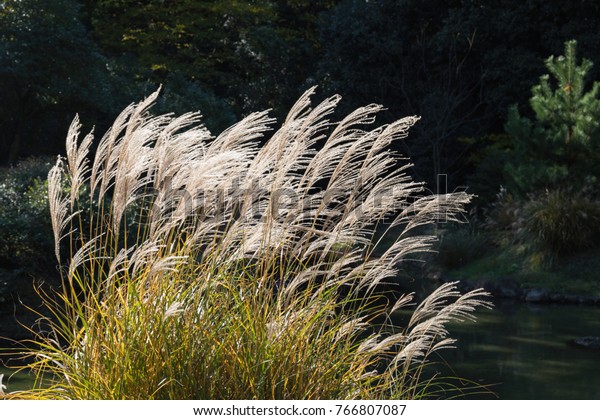 Japanese silver\
pampas grass,miscanthus\
sinensis