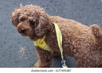 353 Japanese toy poodle Images, Stock Photos & Vectors | Shutterstock