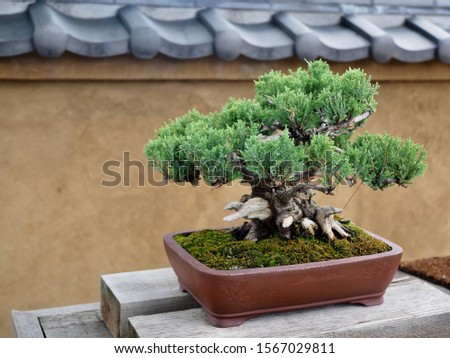 Japanese small green conifer tree/ bonsai in a flowerpot/ plant pot isolated