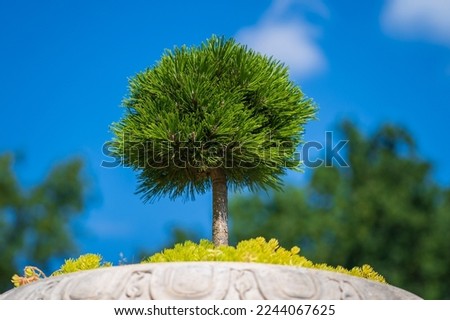 Japanese small green conifer tree in a flowerpot in garden, close up. Mini bonsai tree in the flowerpot on a natural background