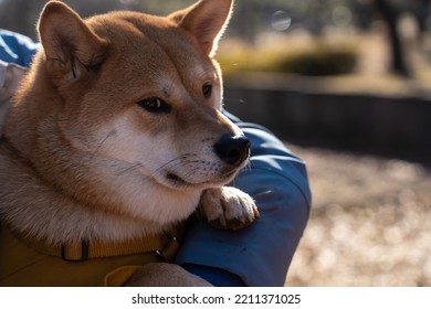 Japanese Smiling Shiba Inu Dog, Interested Shiba Inu Dog,