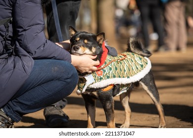 Japanese Smiling Shiba Inu Dog, Interested Shiba Inu Dog,