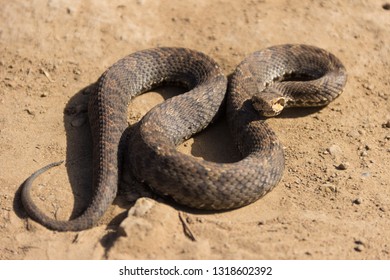 2 Amphiesma vibakari Images, Stock Photos & Vectors | Shutterstock