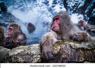 Japanese snow monkey bathing in outdoors Hot spring at Jigokudani snow monkey park in Nagano prefecture, Japan.