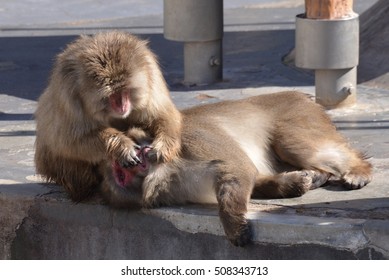 Japanese Snow Monkey Checking Teeth Of Other Monkey.