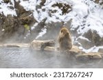 Japanese Snow monkey family,Jigokudani Monkey Park, Nagano, Japan