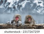 Japanese Snow monkey family,Jigokudani Monkey Park, Nagano, Japan