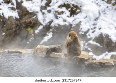 Japanese Snow monkey family,Jigokudani Monkey Park, Nagano, Japan - Powered by Shutterstock