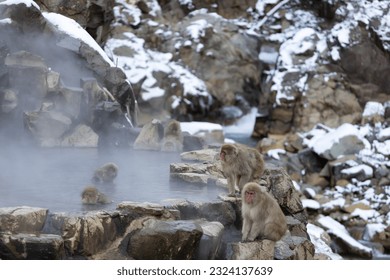 Japanese Snow monkey family,Jigokudani Monkey Park, Nagano, Japan - Powered by Shutterstock