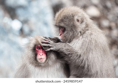 Japanese Snow Monkey in Hot Spring, Nagano-Shi, Japan - Powered by Shutterstock