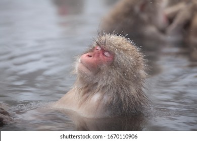 Japanese Snow Monkey  In Hotspring