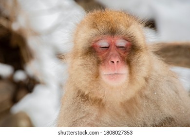 Japanese Snow Monkey ,Jigokudani Monkey Park