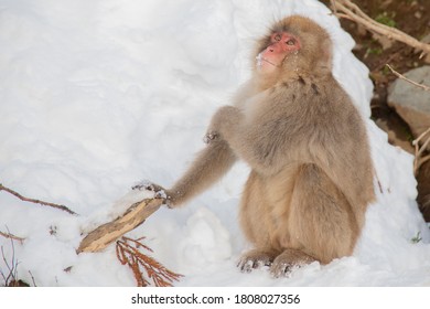 Japanese Snow Monkey ,Jigokudani Monkey Park