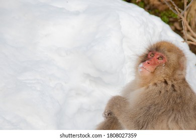 Japanese Snow Monkey ,Jigokudani Monkey Park