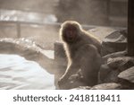 Japanese Snow monkey Macaque family, parent and baby, by hot spring onsen with stream at sunset in Jigokudani Park, Yamanouchi, Nagano, Japan. Famous travel destination by shibu onsen.