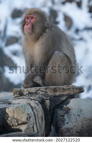 Japanese snow monkey macaque prevent cold near the hot spring pond of Jigokudani Park at winter season, Yamanouchi, Nagano, Japan. Famous landmark to see wildlife.