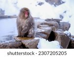 Japanese Snow Monkey japanese snow monkeys playing in hot springs in winter.