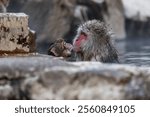 Japanese Snow monkey, Monkey near Yudanaka in Jigokudani Monkey Park