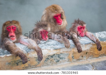 Japanese snow monkey onsen (macaques) in winter