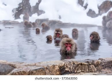 14,582 Hot spring monkeys Images, Stock Photos & Vectors | Shutterstock