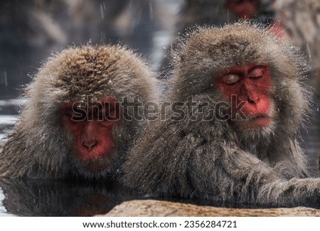 Japanese snow monkeys bathing in hot water onsen, Jigokudani Nagano Prefecture, Japan