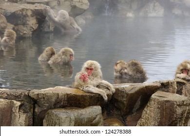 Japanese snow monkeys grooming in hot pool Japanese Macaque, Jigokudani Monkey Park, Snow monkey