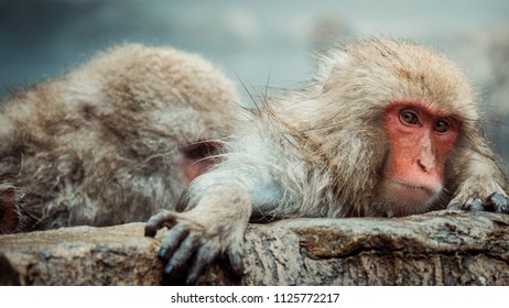 Japanese Snow Monkeys in Japan. Watching this little animal community makes for an easy past time.