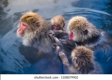  Japanese Snow Monkeys relaxing at onsen hot springs Yudanaka, Nagano, Japan