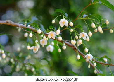 Japanese Snowbell