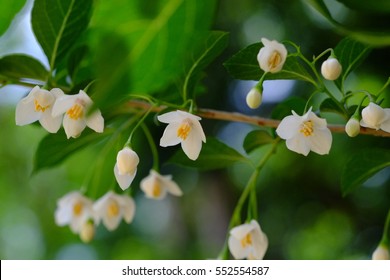 Japanese Snowbell