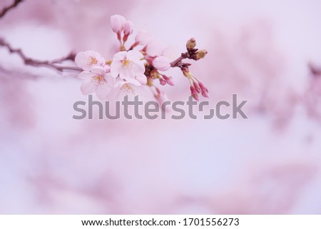 Similar – quitten in bloom Natur