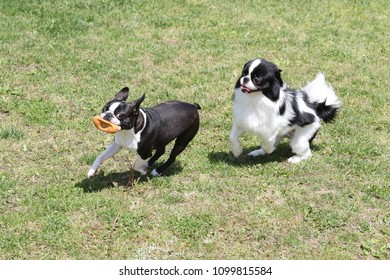 Japanese Spaniel And Boston Terrier