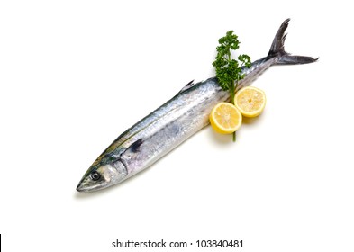 Japanese Spanish Mackerel