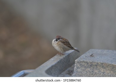 Japanese sparrow with cute brown head and round cheeks  - Shutterstock ID 1915884760