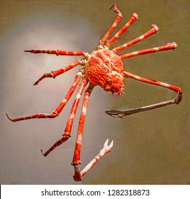 Japanese Spider Crab Imagenes Fotos De Stock Y Vectores Shutterstock
