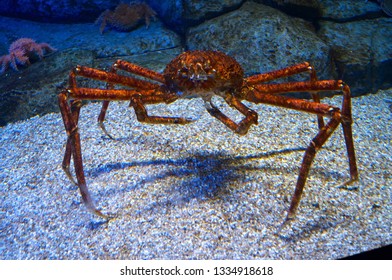 Japanese Spider Crab Hd Stock Images Shutterstock
