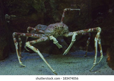 Japanese Spider Crab Hd Stock Images Shutterstock