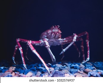 Japanese spider crab with long legs on the sea bottom.