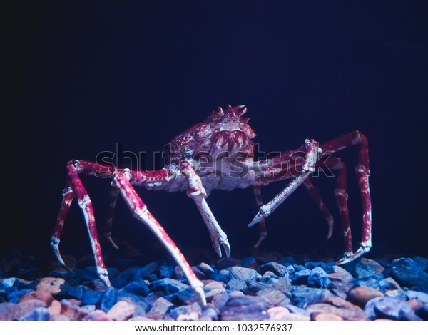 Japanese spider crab with long legs on the sea bottom.