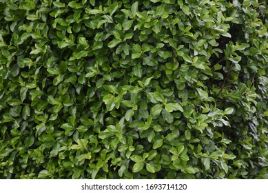 Spindle Tree Hedge High Res Stock Images Shutterstock