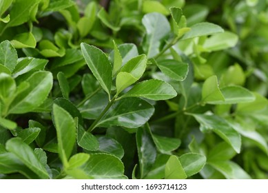 Spindle Tree Hedge High Res Stock Images Shutterstock
