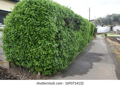 Japanese Spindle Tree High Res Stock Images Shutterstock