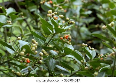 Japanese Spindle Bush High Res Stock Images Shutterstock