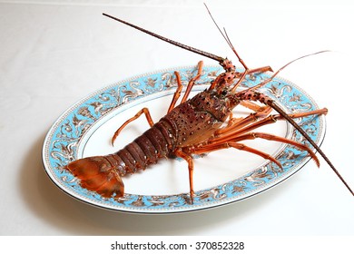 Japanese Spiny Lobster